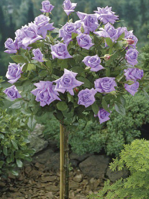Trandafir Copac Soft Purple , la ghiveci , 1 bucata