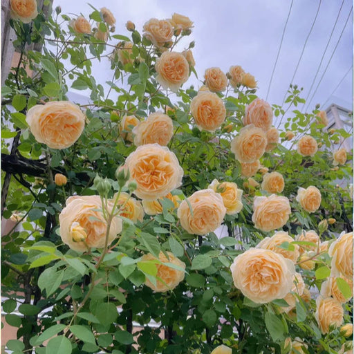 Trandafir Urcator "Sunny Delight", la ghiveci