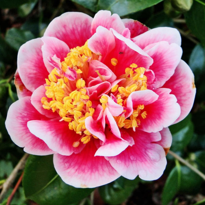 Camellia ''Tama Glitters''