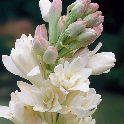 Bulbi de Tuberoza "The Pearl", 2 Bucati