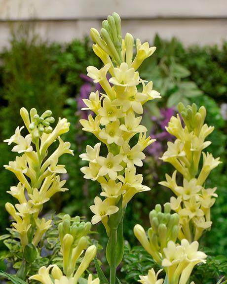Bulbi de Tuberoza "Yellow Baby", 2 Bucati