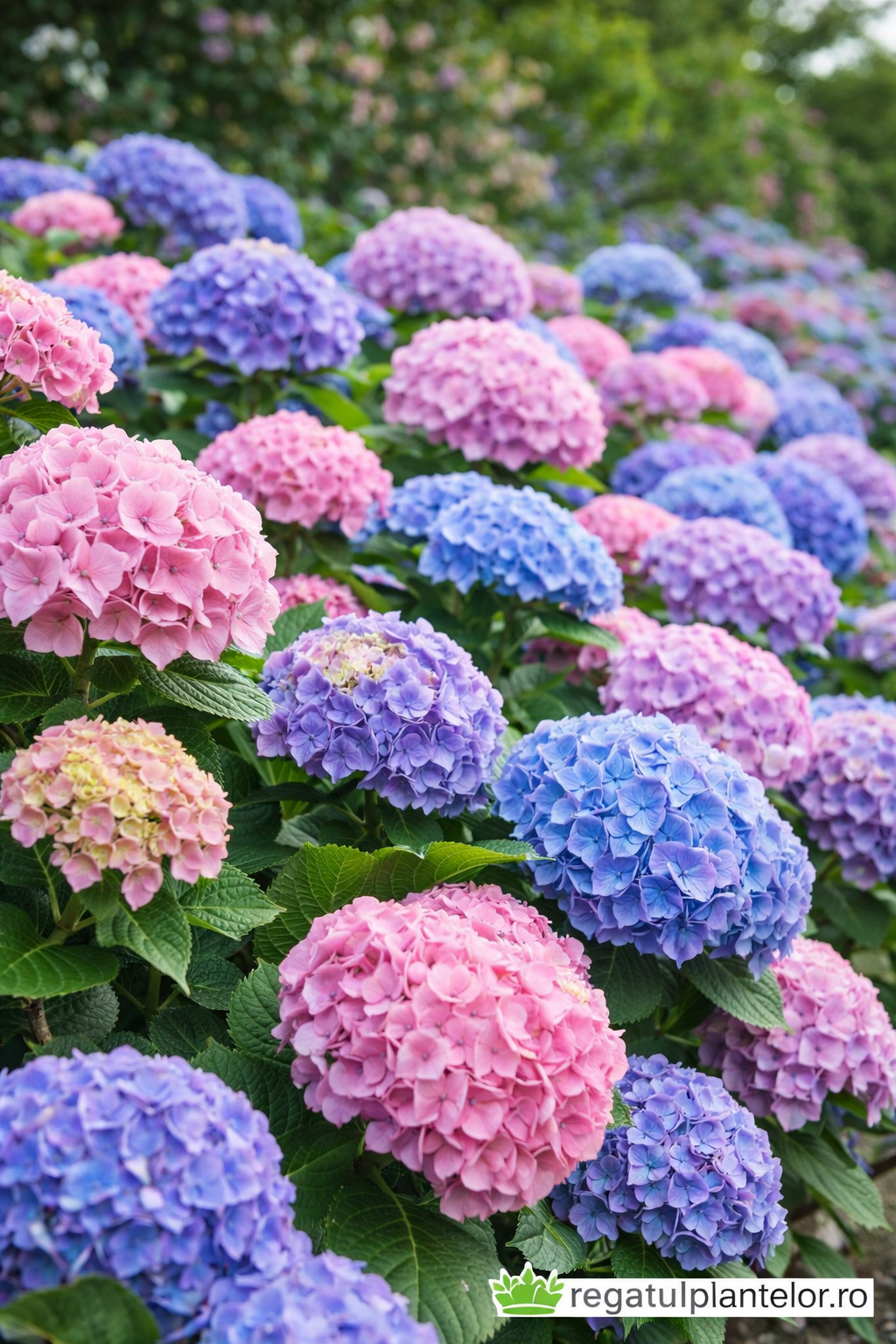 Hortensia – Floarea care a cucerit toate grădinile. Povestea, îngrijirea și secretele ei-Ddr