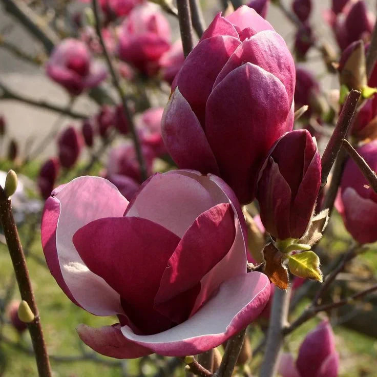 Magnolia Genie – arborele care îți transformă grădina primăvara