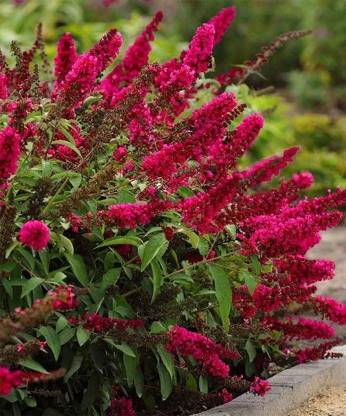 Buddleja Liliac