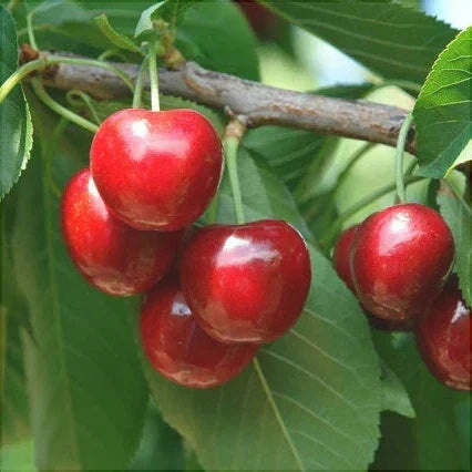 Arbuști / Pomi Fructiferi