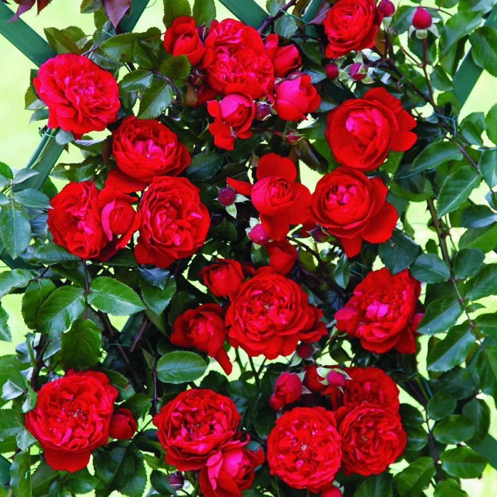 Trandafiri de grădină