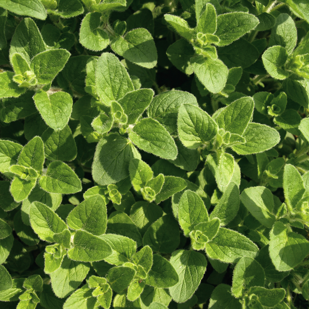 Seminte Oregano