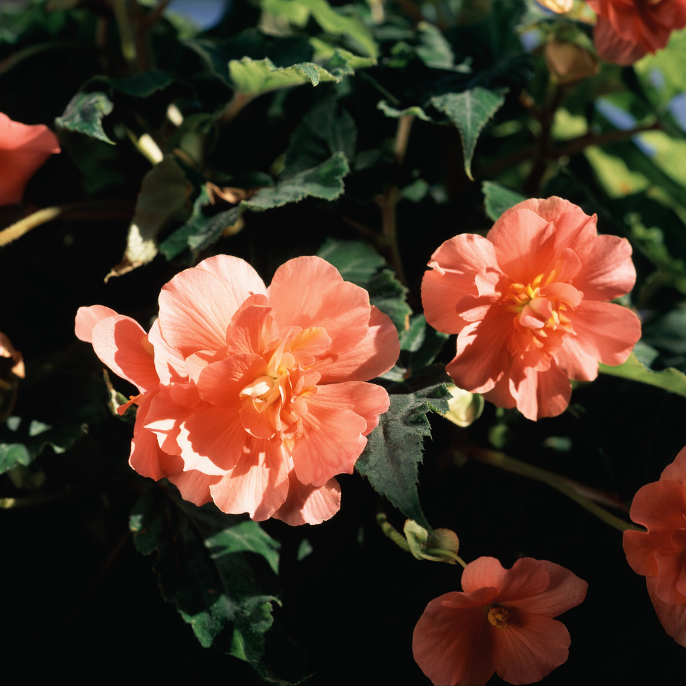 Bulbi Begonia