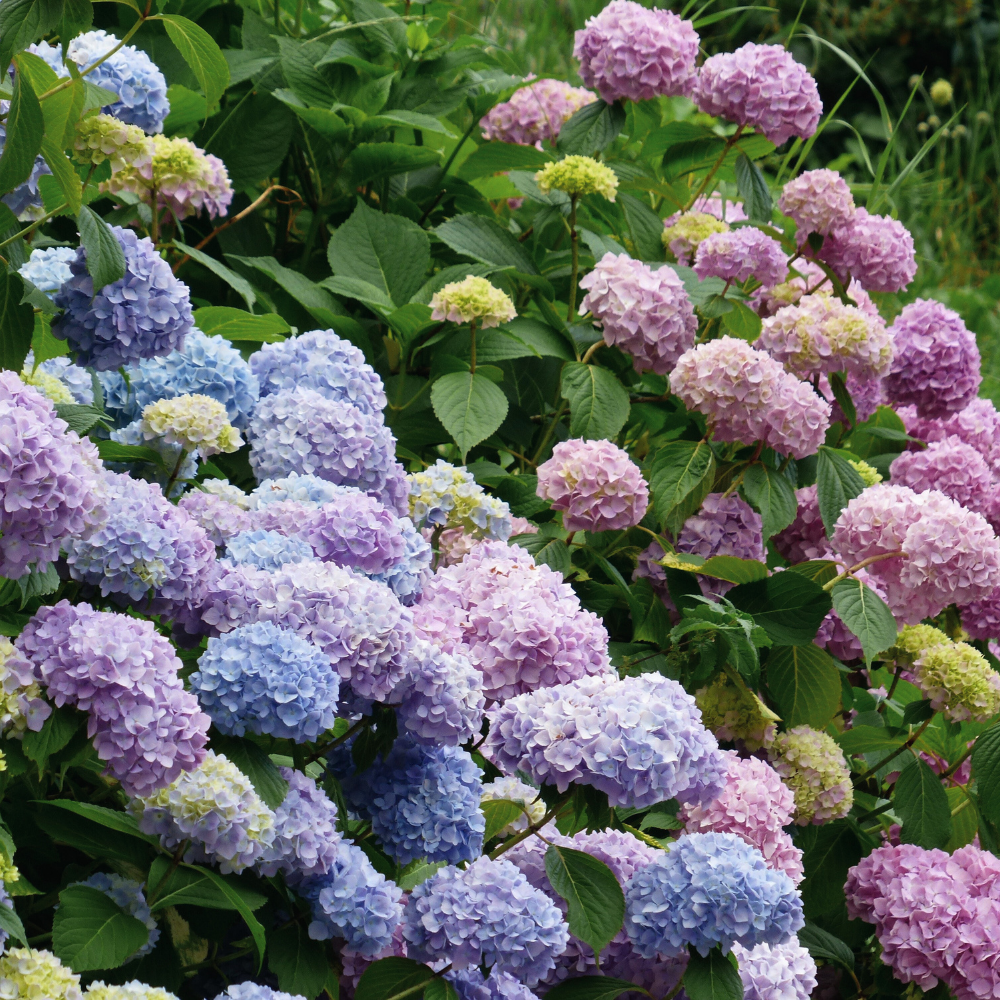 Hortensie