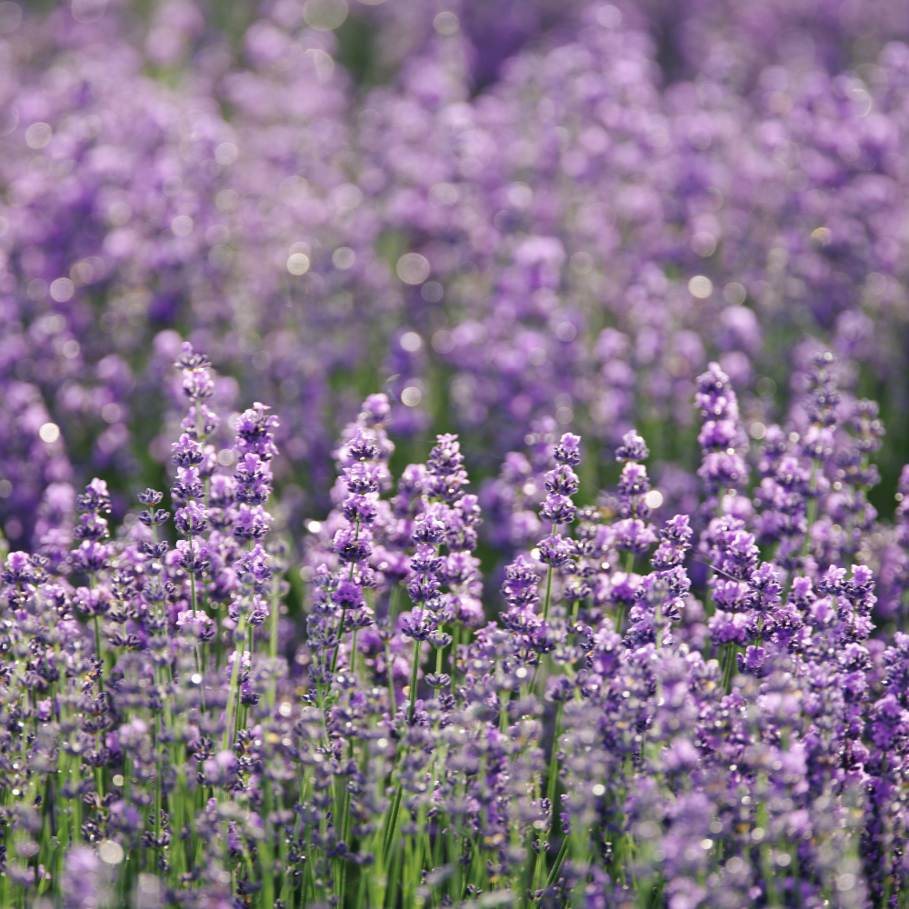 Seminte Lavanda