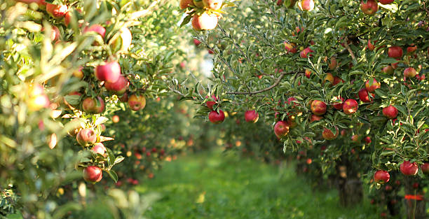 Arbusti / Pomi Fructiferi