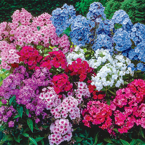 Bulbi de Phlox "Panticulata Mixed" (Brumarele) - 5 Bucăți