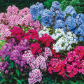 Bulbi de Phlox "Panticulata Mixed" (Brumarele) - 5 Bucăți