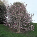 Magnolia "Ricki" la ghiveci