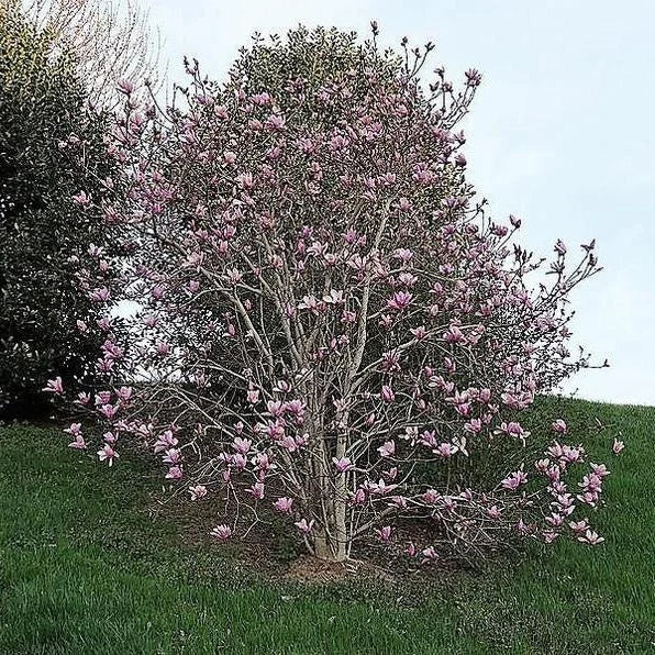 Magnolia "Ricki" la ghiveci