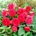 Bulbi de Begonia "NonStop", Roz, 2 Bucăți