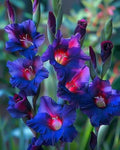 Bulbi de Gladiole "Dark Blue", 5 bucati
