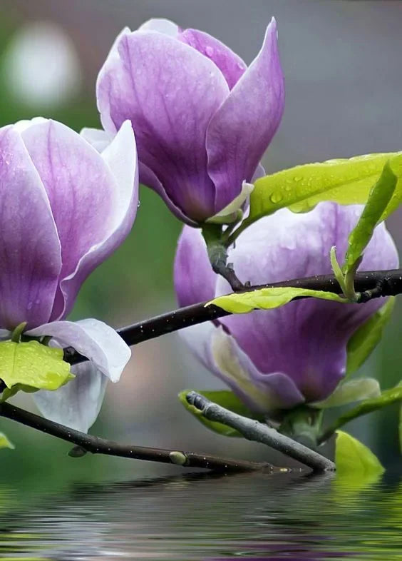 Magnolia "Ann" la ghiveci