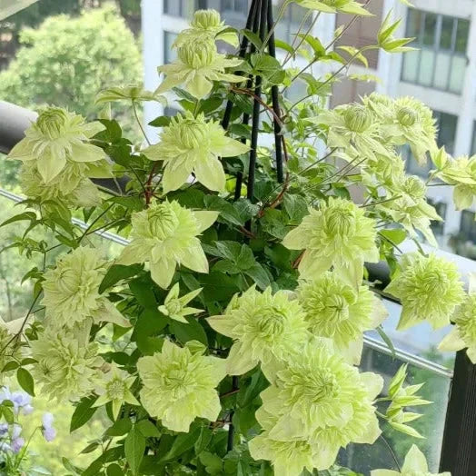 Clematis "Sweet Sage"