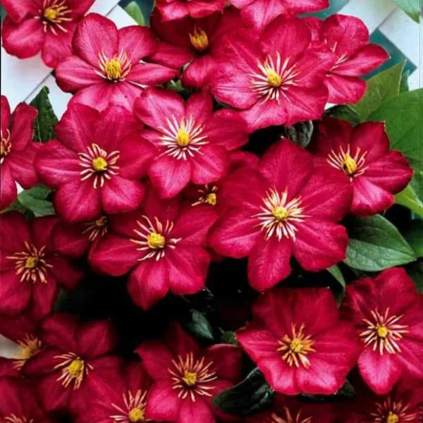 Clemantis "Ruby Cascade"
