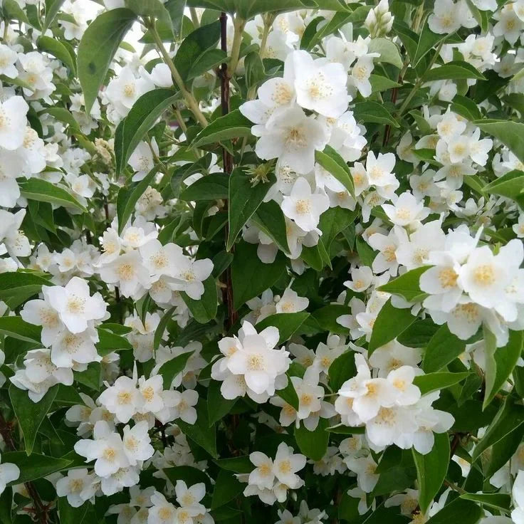 Lămâiță