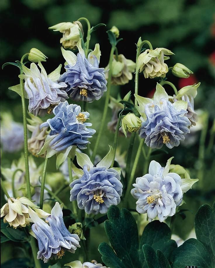 Bulbi de Caldaruse Aquilegia Soft Blue , 1 bucata