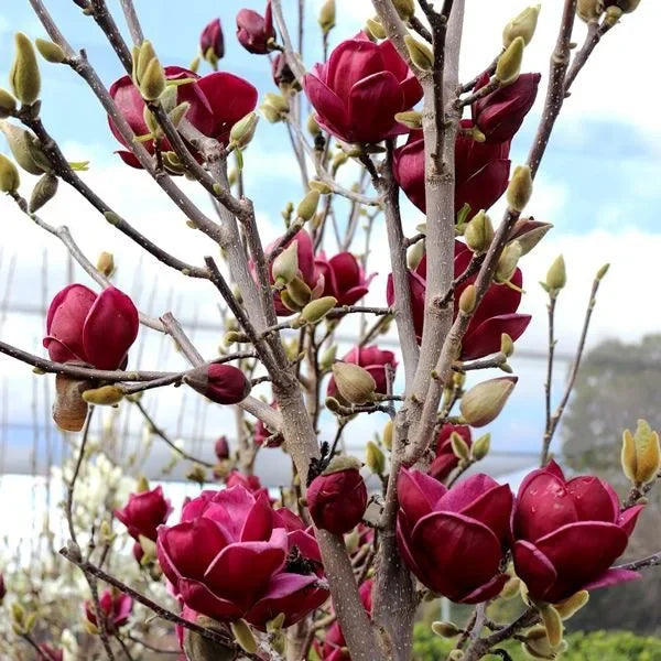 Magnolia "Black Tulip" la ghiveci
