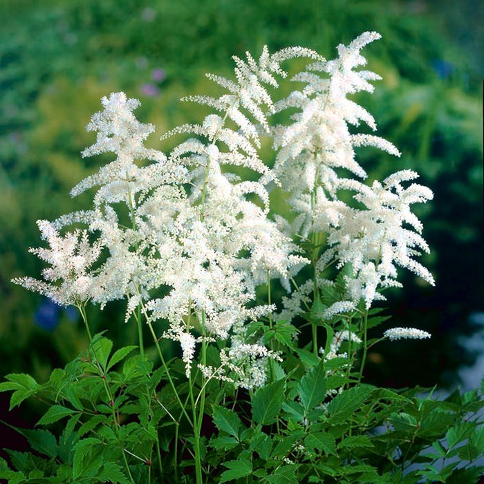 Bulbi de Astilbe "Diamant", Alb, 1 Bucata la ghiveci