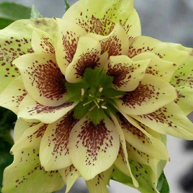 Helleborus ”Speckled Springfire”, 1 Bucată