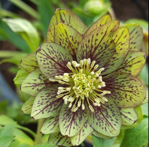 Helleborus ”Forest Amethyst”, 1 Bucată