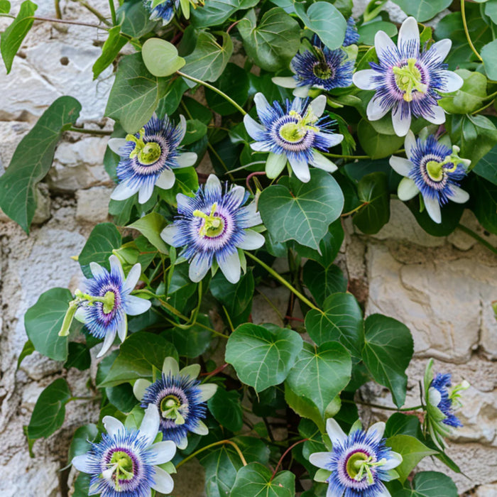 Passiflora Caerulea  , 60-80 cm