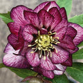 Helleborus ”Velvet Whisper”, 1 Bucată
