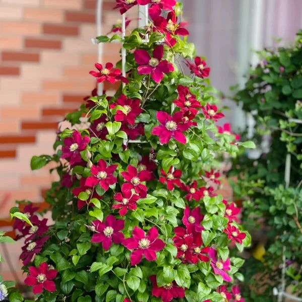 Clemantis "Ruby Cascade"