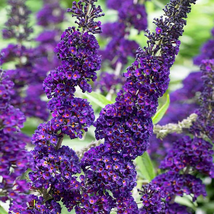 Buddleja Liliac de vara " Moon", la ghiveci P9