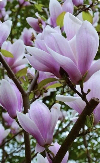 Magnolia 