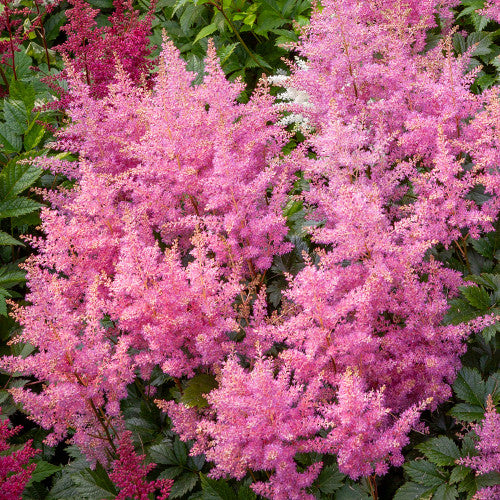 Bulbi de Astilbe "Pumila", Roz Deschis, 1 Bucata