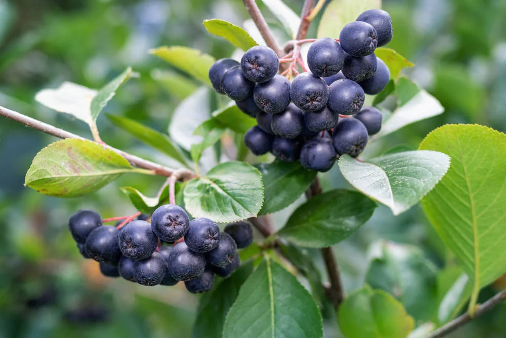 Aronia Hugin la ghiveci