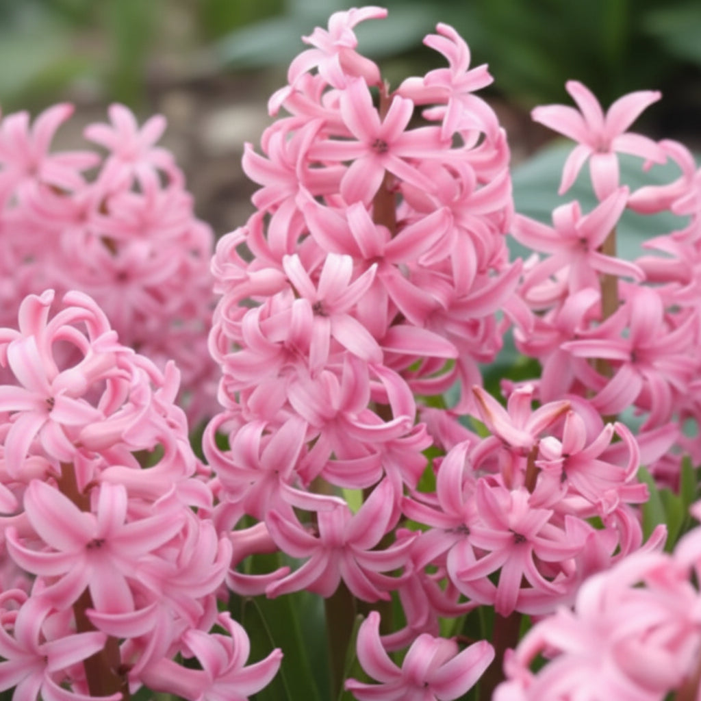 Bulbi de Zambile „Multiflora Pink” 2 buc – bulbi de flori | Regatul Plantelor
