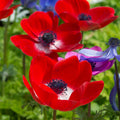 Bulbi de Anemone "Hollandia", 10 bucati