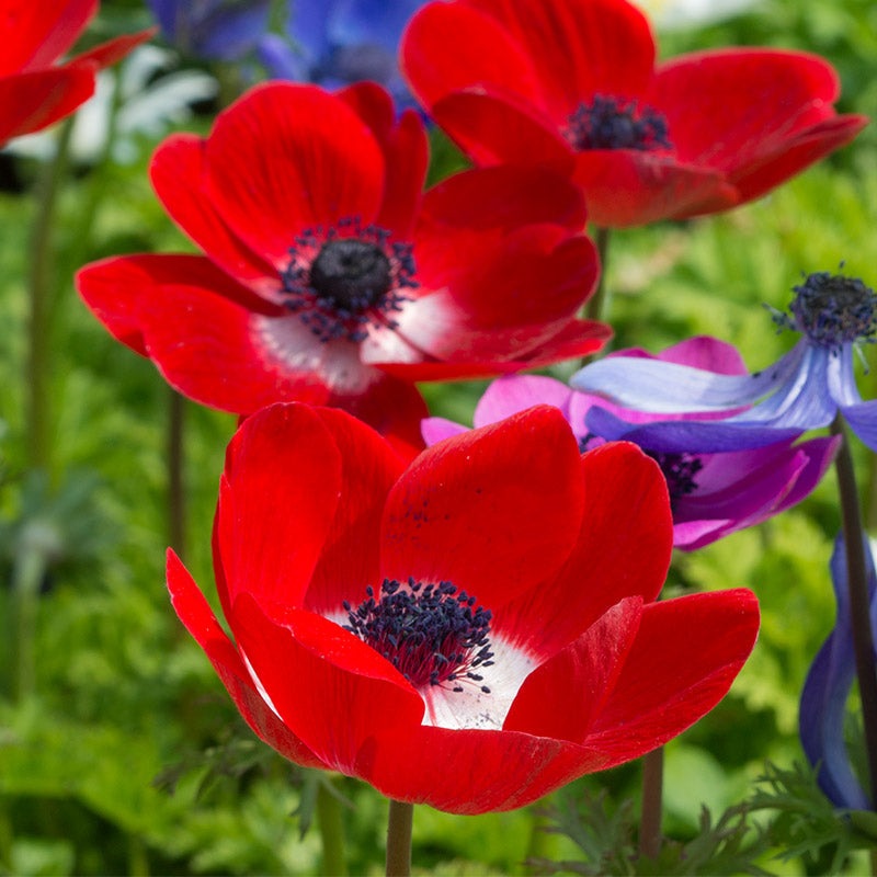 Bulbi de Anemone "Hollandia", 10 bucati