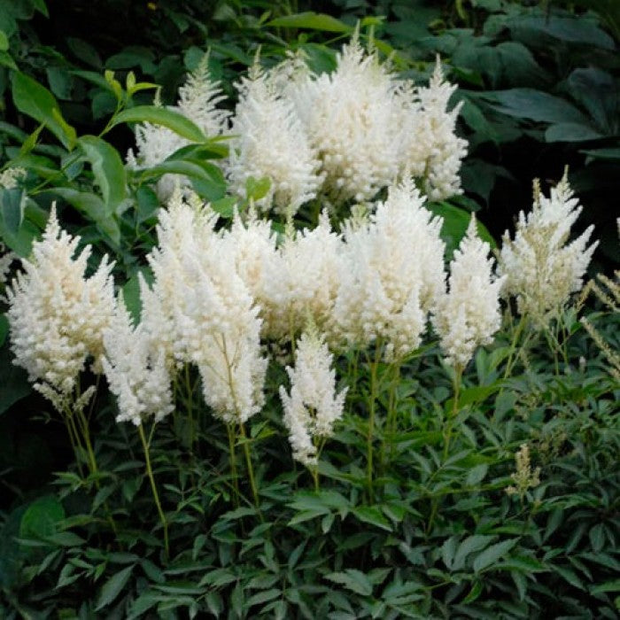 Astilbe Alb, 1 Bucata