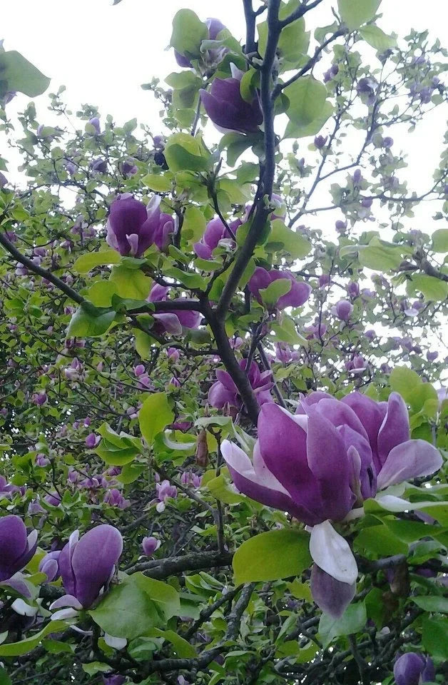 Magnolia "Ann" la ghiveci
