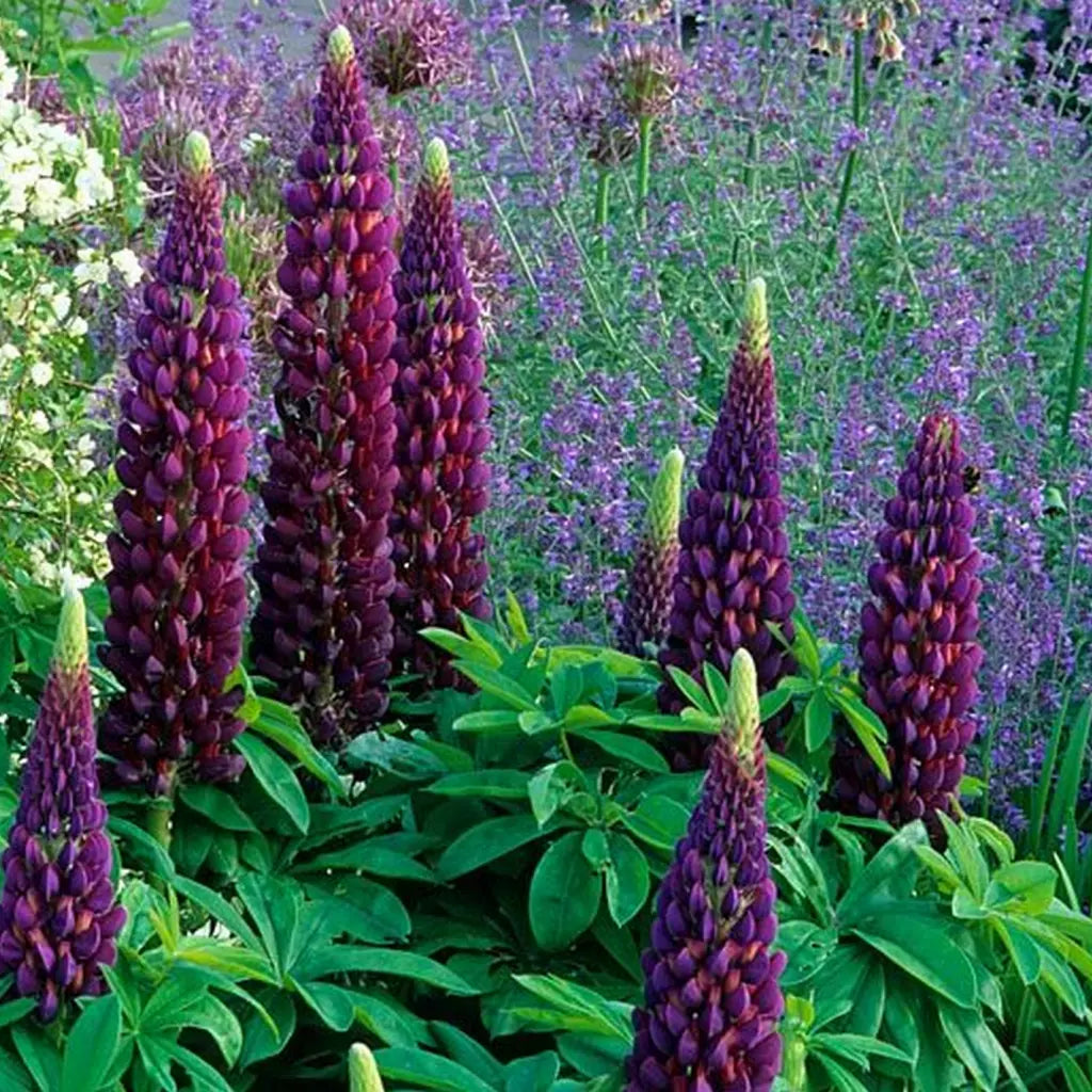 Bulbi de Lupine, Mov, 2 Bucati