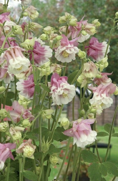 Bulb de Căldărușe "Aquilegia Double Pink", 2 bucati