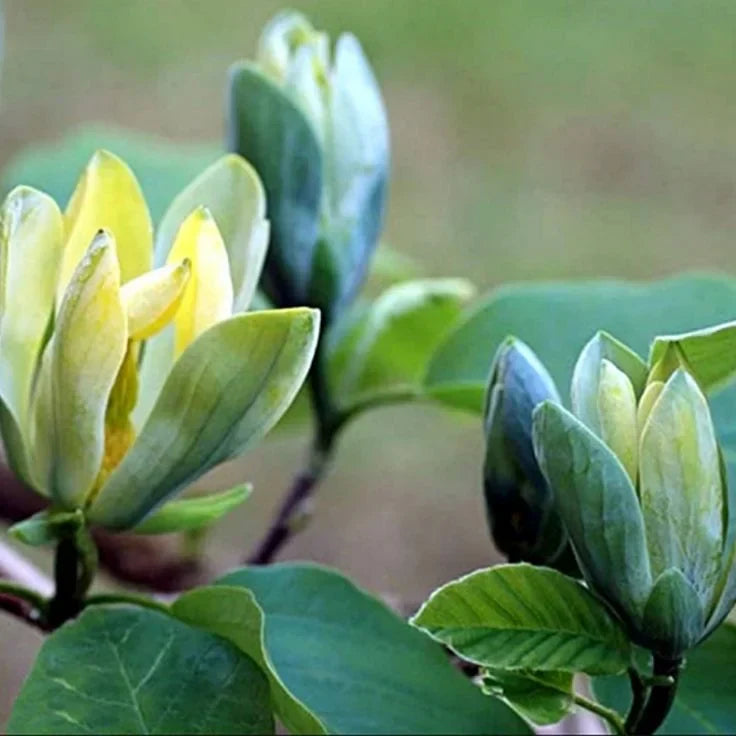 Magnolia "Blue Opal" la ghiveci