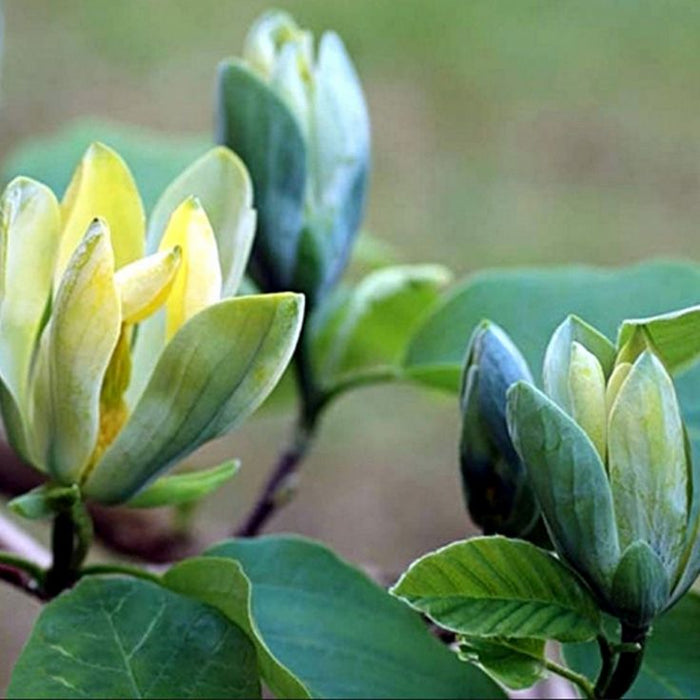 Magnolia "Blue Opal", la ghiveci de 2L