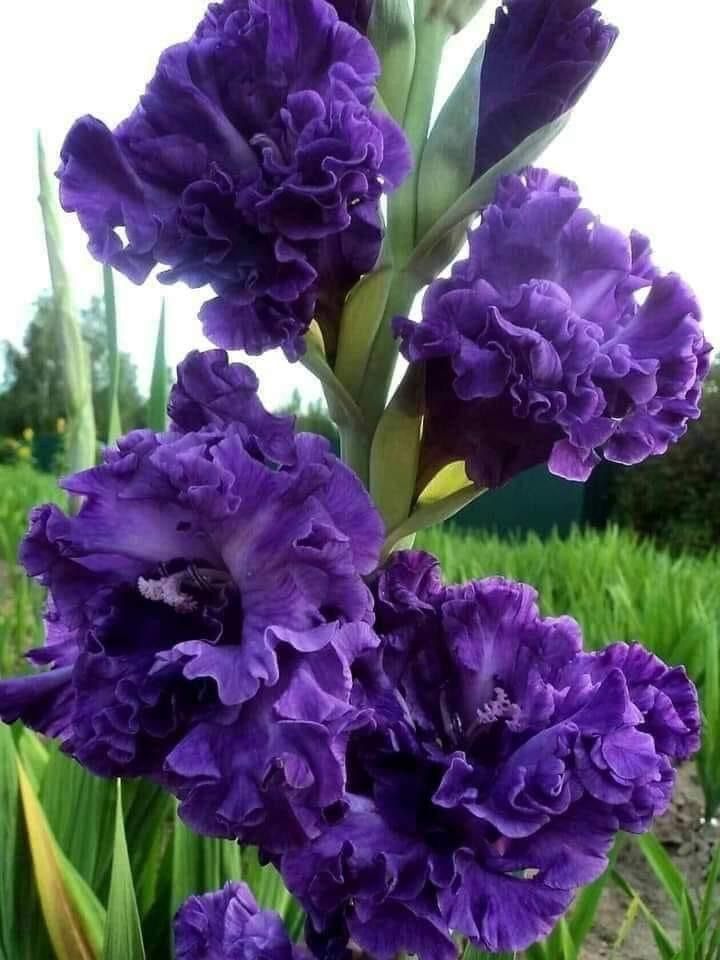 Bulbi de Gladiole "Double Ruffle", 5 bucati