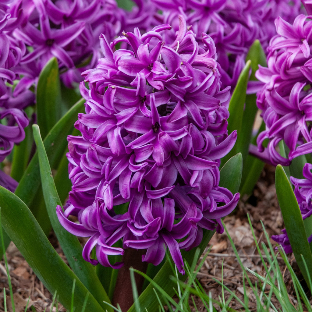 Zambile Purple Sensation cu flori mov intens și parfum persistent