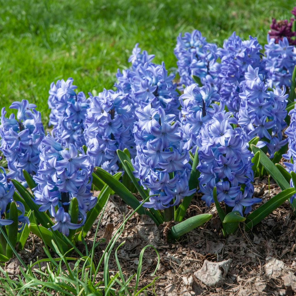Bulbi de Zambile Aqua 2 buc – bulbi de flori | Regatul Plantelor