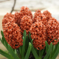 Bulbi de Zambile "Red Gold" 2 Buc